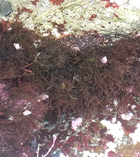Gelidium coulteri