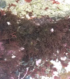 Gelidium coulteri thumbnail 1
