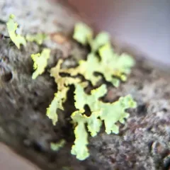 Powdered Sunshine Lichen thumbnail 2