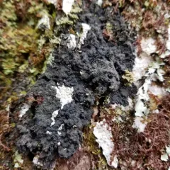 Fuscopannaria sorediata thumbnail 4