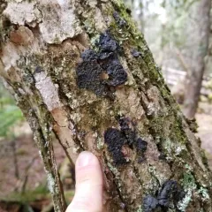 White-rimmed shingle lichen thumbnail 2
