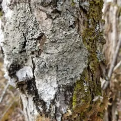 Scaly Fringe Lichen thumbnail 3