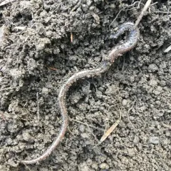 California Slender Salamander thumbnail 2