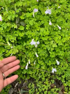 Pale pink-sorrel thumbnail 2
