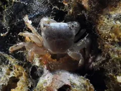 Gulfweed Crab thumbnail 4