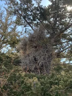Juniper Broom Rust thumbnail 2