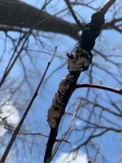 Trichothecium roseum thumbnail 2