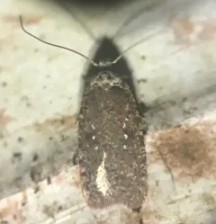 Clemens' Agonopterix thumbnail 2