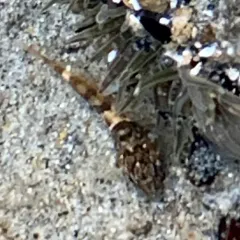 Tidepool Sculpin thumbnail 4