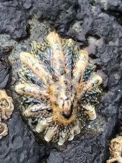 Rough Limpet thumbnail 2