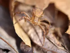Tan crab spider thumbnail 1