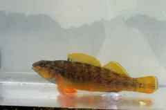 Bluebreast Darter thumbnail 3