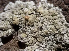 Lecanora valesiaca thumbnail 1