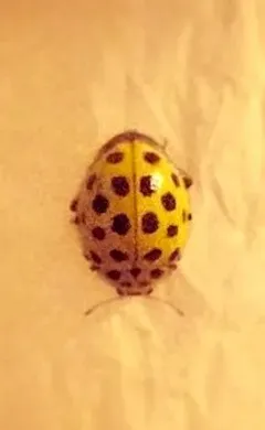 22-spot Ladybird thumbnail 2