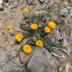 Hooker's Balsamroot thumbnail 1