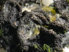 Thousand-fruited Jelly Lichen thumbnail 4