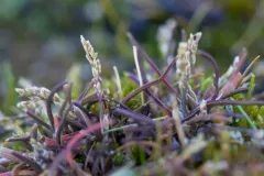 Ice Grass thumbnail 4