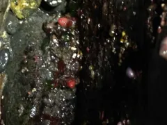 Wrinkled Tunicate thumbnail 4