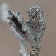 Spiny Witch-Hazel Gall Aphid thumbnail 1