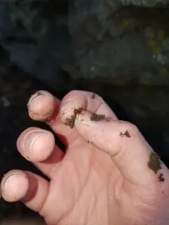 Formica subintegra thumbnail 2