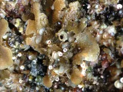Dendrobeania lichenoides thumbnail 4
