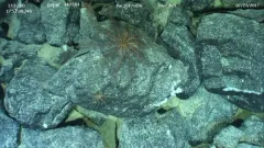 Fragile Feather Star thumbnail 4