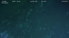 Dinner Plate Jelly thumbnail 3