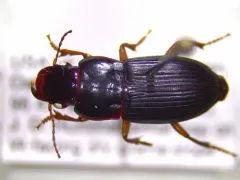 Harpalus indigens thumbnail 3