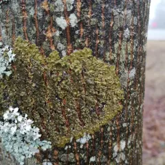 Abraded Camouflage Lichen thumbnail 3