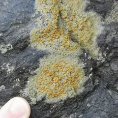 Sulphur Firedot thumbnail 4