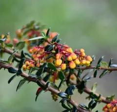 Darwin's Barberry thumbnail 1