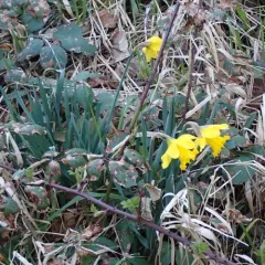 wild daffodil thumbnail 2