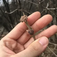 Wayfaring-tree thumbnail 4