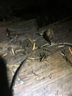 Pristoceuthophilus gaigei thumbnail 2