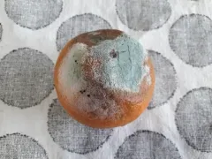 citrus blue mold thumbnail 4