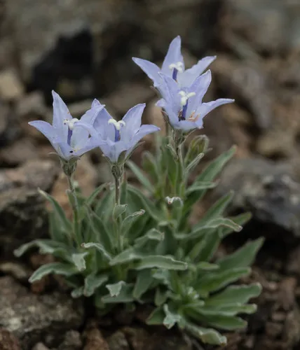 rough harebell