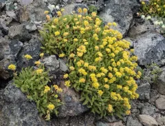 Tweedy's ivesia thumbnail 3