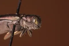 Agrilus pensus thumbnail 2