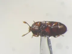Philothermus glabriculus thumbnail 3