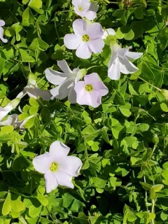 Pale pink-sorrel thumbnail 3