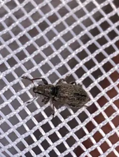 Tanymecus confusus thumbnail 2