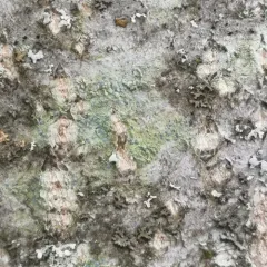 Frosted Comma Lichen thumbnail 2