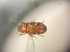 Triplax macra thumbnail 2