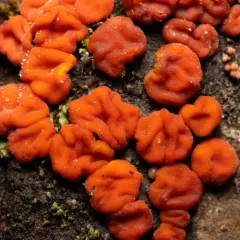 Red Tree Brain Fungus thumbnail 4