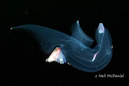 glassy nautilus