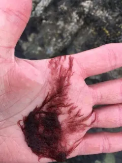 Antithamnionella pacifica thumbnail 2