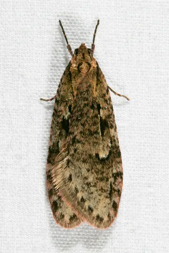 Semioscopis mcdunnoughi