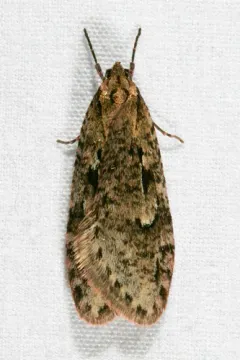 Semioscopis mcdunnoughi thumbnail 1
