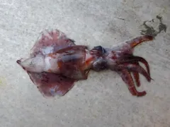 Octopoteuthis deletron thumbnail 2