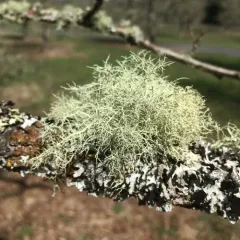 Bristly Beard Lichen thumbnail 3